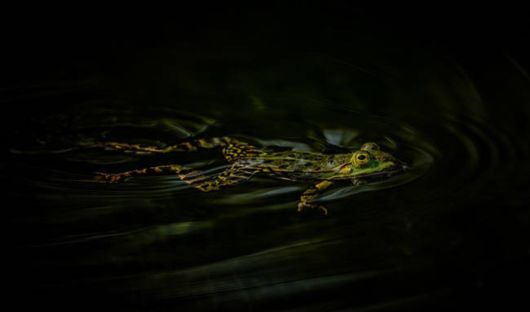 Amazing And Surreal Photos Of Animals In The Wild