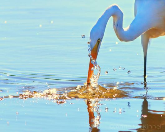 Amazing And Surreal Photos Of Animals In The Wild