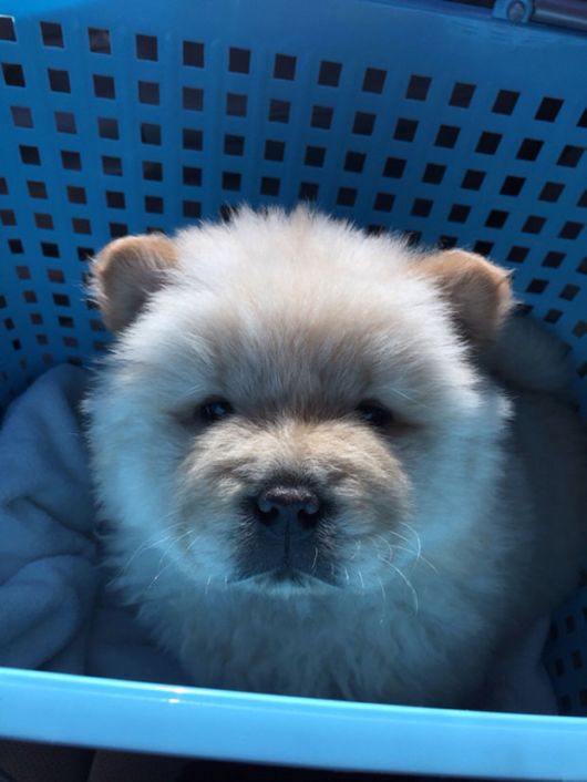 fluffy dogs that look like teddy bears