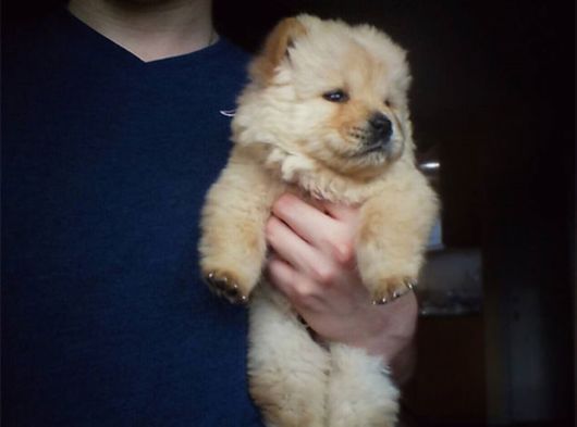 Fluffy Dogs That Actually Look Like Tiny Teddy Bears