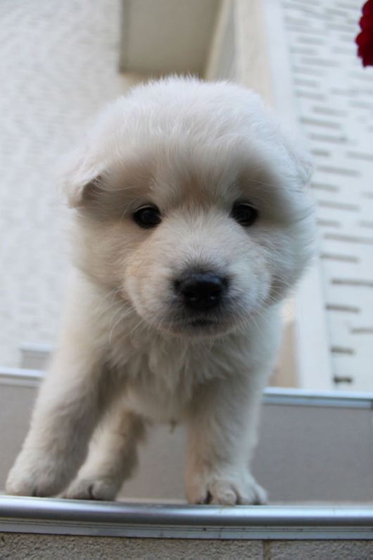 Fluffy Dogs That Actually Look Like Tiny Teddy Bears