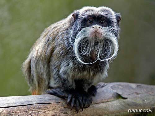 Top 10 Most Unusual Animals On Earth